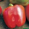 Red Knight X3R Hybrid Pepper Seeds 1 Red Knight X3R Hybrid Pepper Seeds -Park Seed® Shop 05248 pk 100