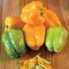 Flavorburst Hybrid Pepper Seeds 2 Flavorburst Hybrid Pepper Seeds -Park Seed® Shop 05257 PK 100