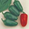 Jalapeño M Pepper Seeds (P) Pkt Of 25 Seeds 1 Jalapeño M Pepper Seeds (P) Pkt Of 25 Seeds -Park Seed® Shop 05259 pk p1