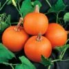 Wee-B-Little Pumpkin Seeds -Park Seed® Shop 05289 PK P1