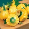Sunburst Hybrid Squash Seeds (P) Pkt Of 20 Seeds