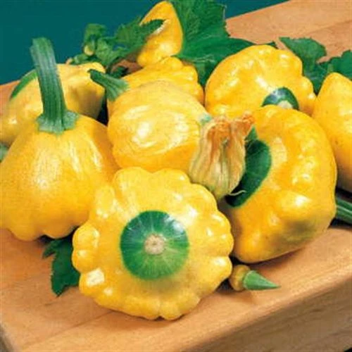 Sunburst Hybrid Squash Seeds (P) Pkt Of 20 Seeds 3 Sunburst Hybrid Squash Seeds (P) Pkt Of 20 Seeds