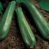 Spineless Beauty Hybrid Squash Seeds -Park Seed® Shop 05298