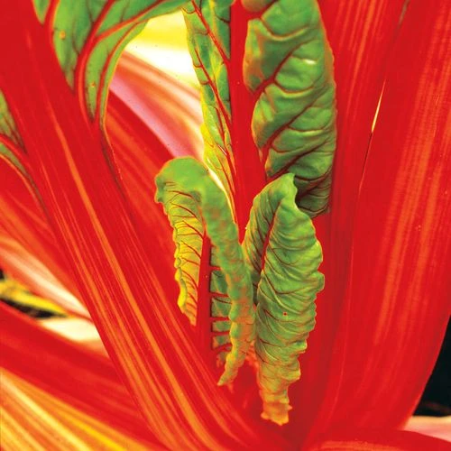 Bright Lights Swiss Chard Seeds (P) Pkt Of 125 Seeds 5 Bright Lights Swiss Chard Seeds (P) Pkt Of 125 Seeds - Image 3