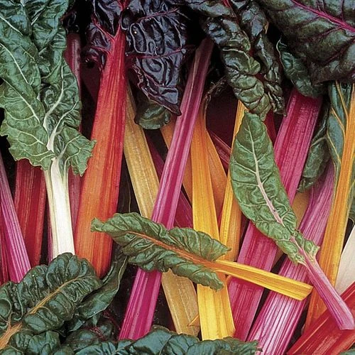 Bright Lights Swiss Chard Seeds (P) Pkt Of 125 Seeds 6 Bright Lights Swiss Chard Seeds (P) Pkt Of 125 Seeds - Image 4