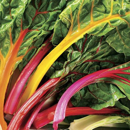 Bright Lights Swiss Chard Seeds (P) Pkt Of 125 Seeds 3 Bright Lights Swiss Chard Seeds (P) Pkt Of 125 Seeds