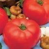 Beefmaster Hybrid Tomato Seeds -Park Seed® Shop 05322