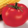 Better Boy Hybrid Tomato Seeds Pack Of 250 1 Better Boy Hybrid Tomato Seeds Pack Of 250 -Park Seed® Shop 05323 pk 250