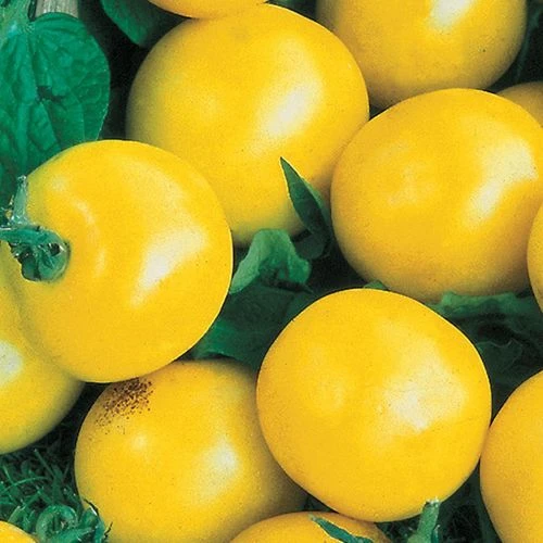 Lemon Boy Hybrid Tomato Seeds 3 Lemon Boy Hybrid Tomato Seeds