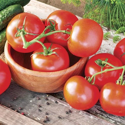 Celebrity Hybrid Tomato Seeds 3 Celebrity Hybrid Tomato Seeds