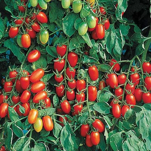 Juliet Hybrid Tomato Seeds 3 Juliet Hybrid Tomato Seeds