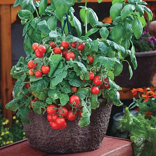 Red Robin Tomato Seeds (P) Pkt Of 30 Seeds 3 Red Robin Tomato Seeds (P) Pkt Of 30 Seeds