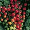 Supersweet 100 Hybrid Cherry Tomato Seeds -Park Seed® Shop 05360