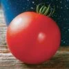 Mountain Fresh Plus Hybrid Tomato Seeds 2 Mountain Fresh Plus Hybrid Tomato Seeds -Park Seed® Shop 05366