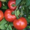 Park Seed Season Starter Hybrid Tomato Seeds (P) Pkt Of 30 Seeds 1 Park Seed Season Starter Hybrid Tomato Seeds (P) Pkt Of 30 Seeds -Park Seed® Shop 05367 pk p1