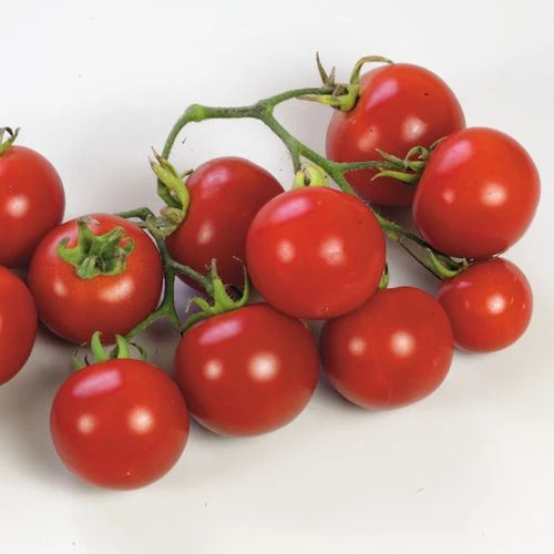 Sweet 'n' Neat Scarlet Improved Hybrid Cherry Tomato Seeds 3 Sweet 'n' Neat Scarlet Improved Hybrid Cherry Tomato Seeds