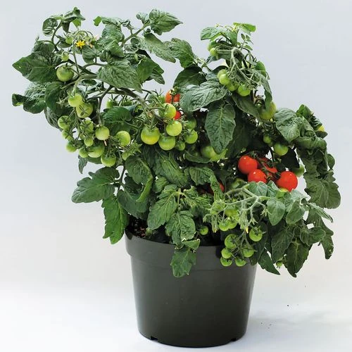 Sweet 'n' Neat Scarlet Improved Hybrid Cherry Tomato Seeds 4 Sweet 'n' Neat Scarlet Improved Hybrid Cherry Tomato Seeds - Image 2