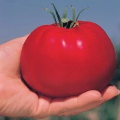 Park's Whopper CR Improved Hybrid Tomato Seeds -Park Seed® Shop 05380 3