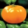 Carolina Gold Hybrid Tomato Seeds -Park Seed® Shop 05399 pk 250