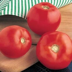 Mountain Spring Hybrid Tomato Seeds