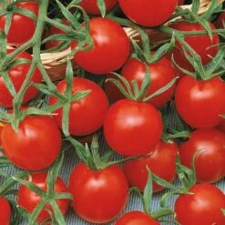 Ladybug Hybrid Cherry Tomato Seeds 5 Ladybug Hybrid Cherry Tomato Seeds -Park Seed® Shop 05413 PK P1 1