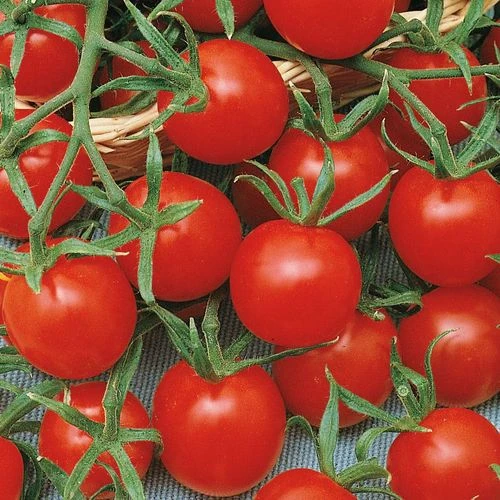 Ladybug Hybrid Cherry Tomato Seeds 4 Ladybug Hybrid Cherry Tomato Seeds - Image 2