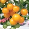 Tumbling Tom Yellow Tomato Seeds