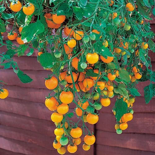 Tumbling Tom Yellow Tomato Seeds 4 Tumbling Tom Yellow Tomato Seeds - Image 2