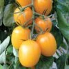 Golden Rave Hybrid Tomato Seeds -Park Seed® Shop 05421 PK 100