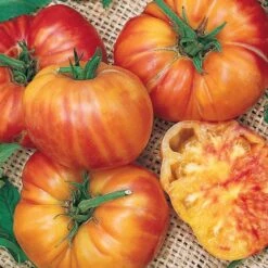 Big Rainbow Tomato Seeds (P) Pkt Of 30 Seeds