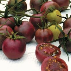 Chocolate Cherry Tomato Seeds