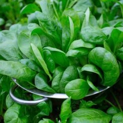 Space Hybrid Spinach Seeds