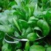 Space Hybrid Spinach Seeds (P) Pkt Of 400 Seeds 1 Space Hybrid Spinach Seeds (P) Pkt Of 400 Seeds -Park Seed® Shop 05456 pk p1