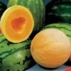 Athena Hybrid Melon Cantaloupe Seeds -Park Seed® Shop 05501