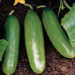 Diva Cucumber Seeds