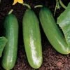 Diva Cucumber Seeds (P) Pkt Of 30 Seeds 2 Diva Cucumber Seeds (P) Pkt Of 30 Seeds -Park Seed® Shop 05516 pk p1