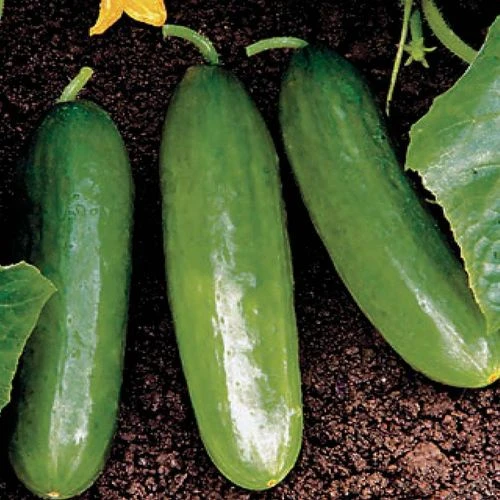 Diva Cucumber Seeds 3 Diva Cucumber Seeds