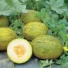 Lambkin Hybrid Melon Seeds -Park Seed® Shop 05519 PK 100