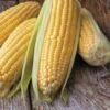 Honey Select TripleSweet™ Hybrid Corn Seeds -Park Seed® Shop 05527