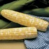Serendipity Triplesweet™ Hybrid Sweet Corn Seeds