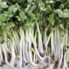 Broccoli Sprouting Seeds 2 Broccoli Sprouting Seeds -Park Seed® Shop 05560 pk p1
