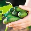 Garden Sweet Burpless Cucumber Seeds (P) Pkt Of 30 Seeds -Park Seed® Shop 05578 pk p1