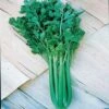 Tango Hybrid Celery Seeds -Park Seed® Shop 05585 pk p1
