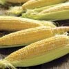 Honey 'N Pearl Hybrid Corn Seeds -Park Seed® Shop 05587