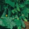Salad Bush Hybrid Cucumber Seeds -Park Seed® Shop 05596 PK 100