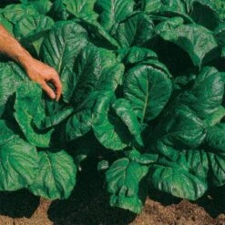 Savanna Hybrid Mustard Green Seeds (P) Pkt Of 350 Seeds