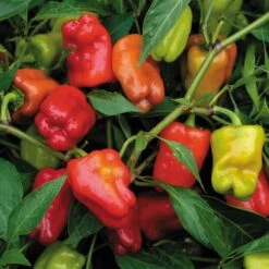 Cajun Belle Hybrid Pepper Seeds