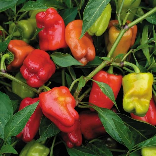 Cajun Belle Hybrid Pepper Seeds 3 Cajun Belle Hybrid Pepper Seeds