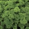 Lisette Parsley Seeds 2 Lisette Parsley Seeds -Park Seed® Shop 05635