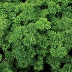 Lisette Parsley Seeds (P) Pkt Of 100 Seeds
